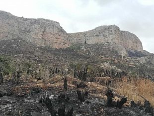 incendio-nellericino-il-desolante-day-after
