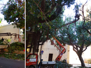 verde-pubblico-nuova-piantumazione-nelle-vie-sibilla-roma-e-sul-lungomare-boeo