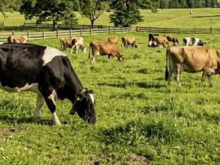 traguardo-storico-per-lasp-e-gli-allevatori-garantita-la-massima-sicurezza-per-i-consumatori-e-rilancio-per-lexport