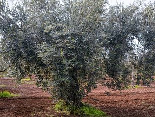 senza-acqua-il-comparto-olivicolo-lallarme-del-sindaco-castiglione