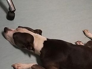 lavvocato-rizzo-risponde-nuove-professionidog-sitter-e-le-competenze