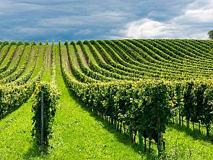 agricoltura-interrogazione-della-senatrice-orru-su-mancati-pagamenti-da-parte-di-agea