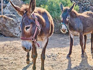 rinascita-dellasino-pantesco-al-via-il-progetto-per-la-riproduzione-e-la-valorizzazione-della-specie
