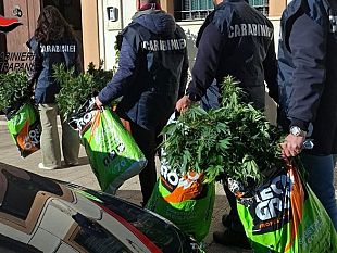 coltivava-133-piante-di-cannabis-nella-casa-di-villeggiatura-arrestato-43enne-ad-alcamo