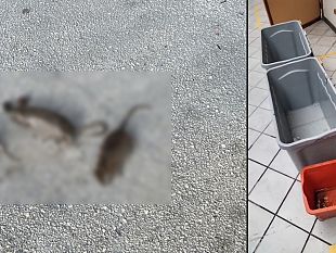 iissr-daltavilla-ratti-nei-pressi-della-palestra-pioggia-nei-laboratori