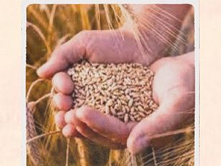 la-comunita-slow-food-per-la-valorizzazione-del-belice-organizza-dal-grano-ai-prodotti-da-forno-salute-e-cultura