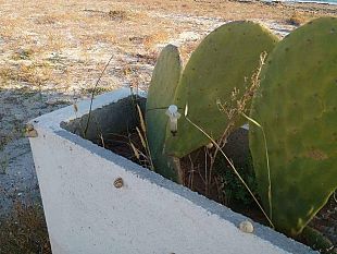 mazara-segnalata-altra-siringa-chi-dovrebbe-intervenire-lo-faccia