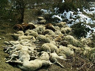 uccise-un-branco-cani-19-pecore-contrada-calviano-torretta