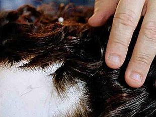 progetto-biancaneve-avviso-per-la-donazione-di-parrucche-gratuite-a-trapani