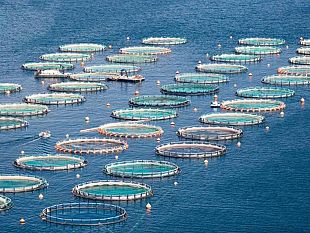 regione-siciliana-contributi-per-il-settore-acquacoltura-ecco-i-dettagli