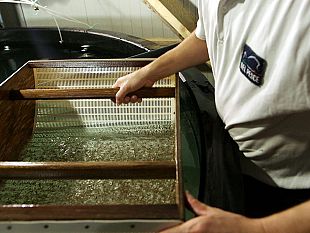 mazara/pesca-in-sicilia-avviata-la-produzione-dellavannotto