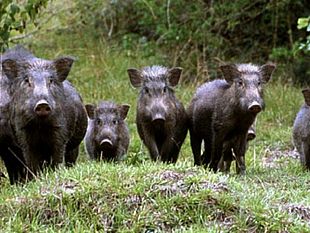 riserva-dello-zingaro-assediati-dai-cinghiali-durante-unescursione