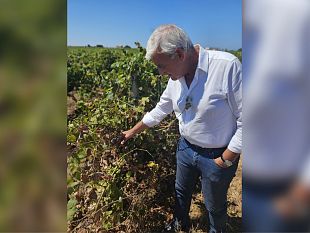 marsala/agricoltura-unicredit-rinvia-pagamenti-in-sicilia-pellegrino-recepite-aspettative