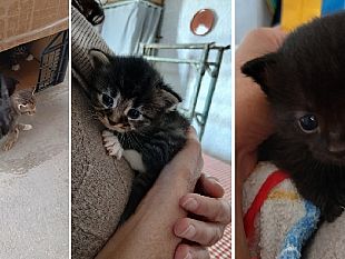 mazara-rubati-quattro-gattini-di-meno-di-un-mese-la-denuncia-di-una-coppia