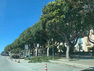 potati-tutti-gli-alberi-della-marina-avanza-anche-la-scerbatura