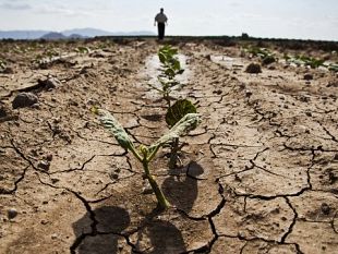 sicilia-allarme-siccita-quadro-preoccupante-per-lagricoltura