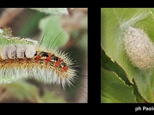 pantelleria-falena-orgyia-trigotephras-il-parco-nazionale-ricorda-gli-accorgimenti-per-gli-escursionisti-nei-sentieri