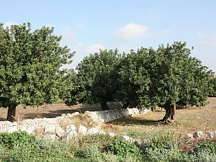 ultime-della-sera-carrubi