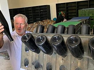 700mila-euro-di-raccolto-di-uva-perso-a-causa-dei-cinghiali-denunciero-la-regione-siciliana-per-negligenza