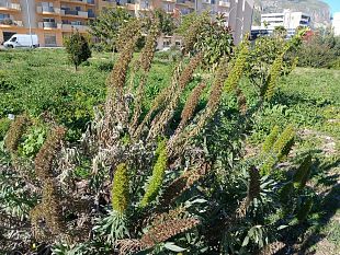 trapani-erythros-denuncia-danni-al-verde-urbano-e-chiede-maggiori-controlli