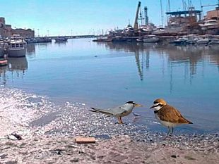 mazara-questione-dragaggio-porto-canale-a-p-i-uccellacci-e-uccellini