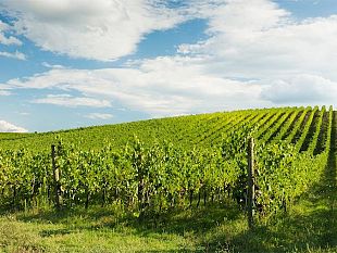 appello-della-cia-su-contributi-in-favore-delle-piccole-aziende-vinicole