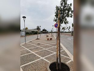 nuovi-alberi-piantati-sul-territorio-di-petrosino