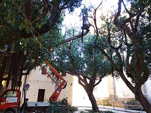 verde-pubblico-nuove-piantumazioni-in-diverse-vie-della-citta