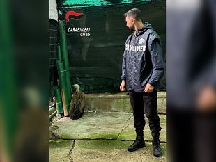 soccorso-un-grifone-euroasiatico-in-difficolta-si-sospetta-un-avvelenamento