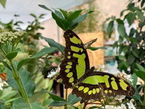 casa-delle-farfalle-un-giorno-speciale-per-celebrare-la-festa-della-repubblica