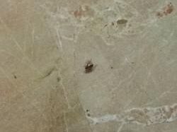 sanita-a-castelvetrano-e-mazara-scarafaggi-presenti-assessore-gucciardi-assente