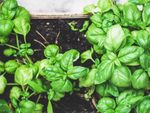 ultime-della-sera-ode-al-basilico