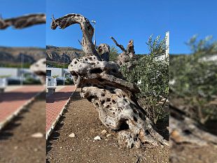 un-albero-dulivo-simbolo-di-contrada-roccaforte