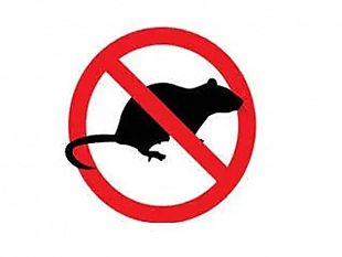 erice-chiarimenti-sulla-derattizzazione-nelle-scuole