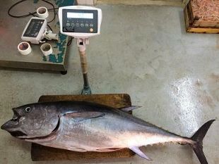 sequestrati-14-esemplari-di-tonno-rosso-pescato-illegalmente