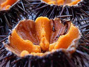 mazara-sequestrati-300-ricci-dalla-guardia-costiera-poi-rigettati-in-mare