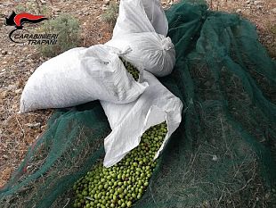 sorpresi-a-rubare-olive-in-4-arrestati-dai-carabinieri