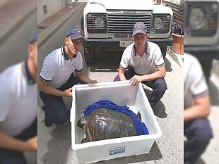 continua-la-collaborazione-tra-larea-marina-protetta-e-capitaneria-di-porto-nel-recupero-delle-tartarughe