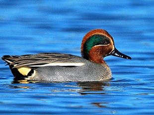 mazara-al-civic-center-le-fotografie-del-naturalista-enzo-sciabica