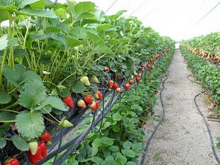 a-marsala-il-3-simposio-su-fragola-e-piccoli-frutti-con-una-giornata-di-formazione-per-i-produttori-marsalesi