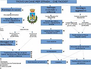 mazara-protocollo-operativo-per-il-prelievo-ed-il-soccorso-dei-cani-randagi