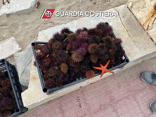 trapani-sequestrati-dalla-capitaneria-di-porto-300-esemplari-di-riccio-di-mare-sottomisura