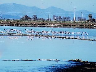 stagnone-di-marsala-i-quarantanni-di-una-riserva-nata-male