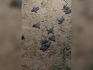 marsala/18-tartarughe-nate-sulla-spiaggia-di-petrosino