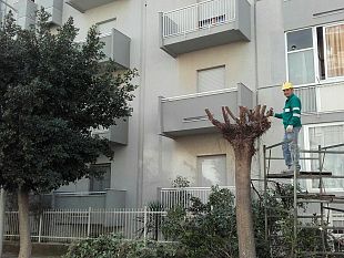 mazara-dopo-il-nostro-servizio-finalmente-dopo-3-anni-potati-i-ficus-in-via-ciullo-d-alcamo-che-hanno-provocato-grossi-disagi-fra-i-residenti