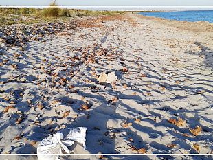 oasi-faunistica-di-capo-feto-regolamentazione-della-fruizione-del-sito-e-allapplicazione-delle-norme-di-tutela-vigenti