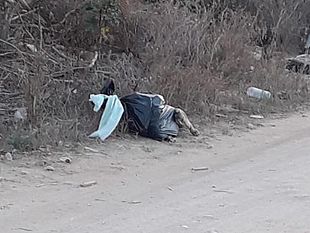 mazara-cittadino-segnala-da-qualche-giorno-al-comune-carcassa-di-cane-in-decomposizione-in-c-da-bocca-gilletto