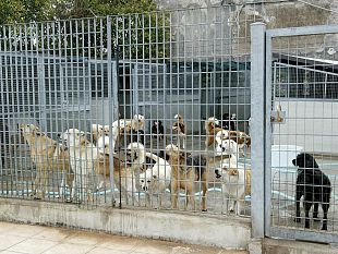 trapani-il-canile-della-discordia-agita-lopinione-pubblica