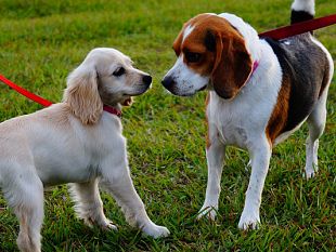 vita-randagismo-e-sicurezza-stretta-sui-controlli-per-i-proprietari-di-cani