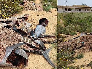 resti-di-tonno-e-gambero-a-torretta-granitola-al-confine-fra-mazara-campobello